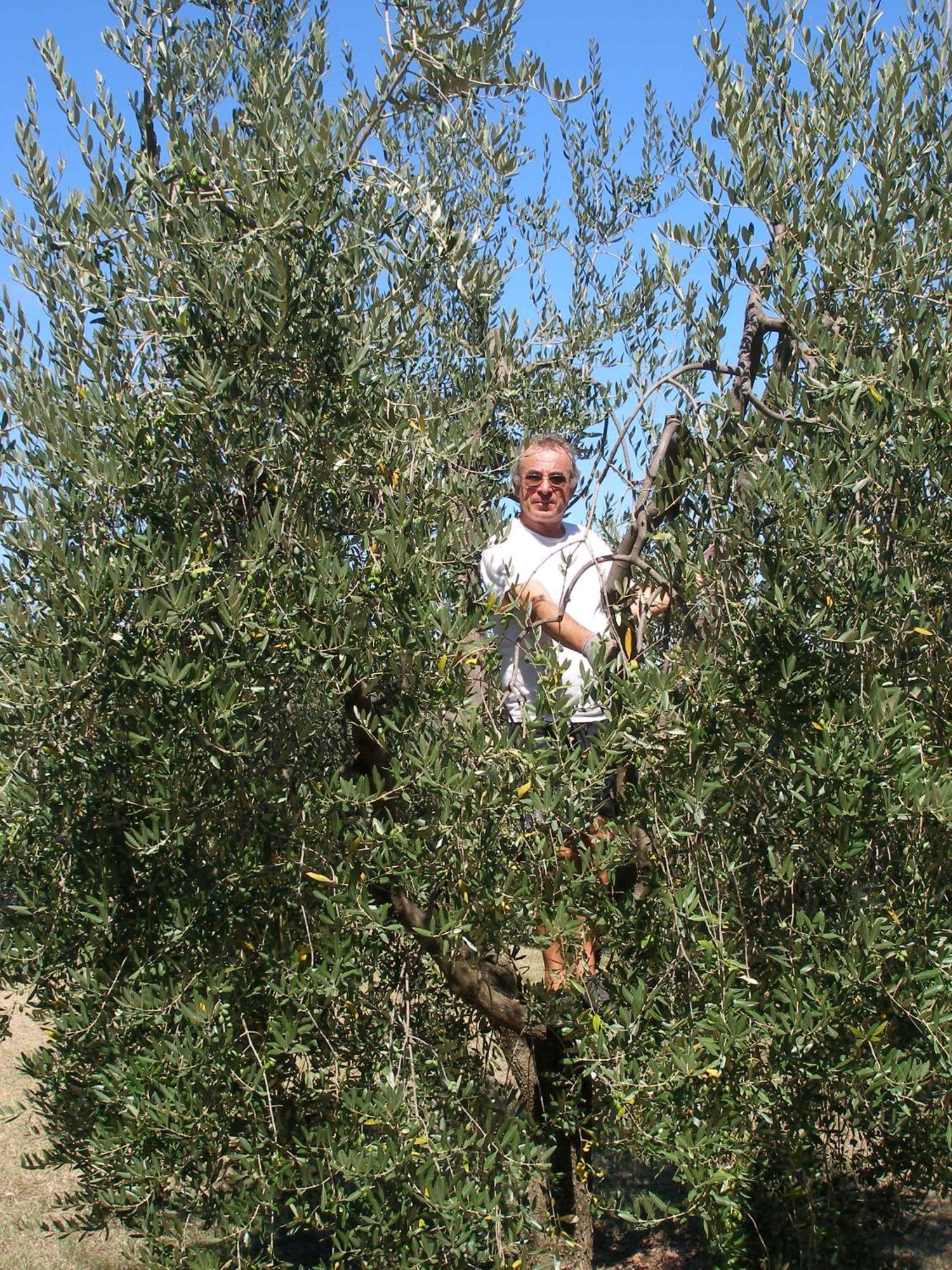 Podere Bellavista San Gimignano Exteriér fotografie